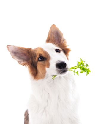 Hond - Chinese kruiden voor honden