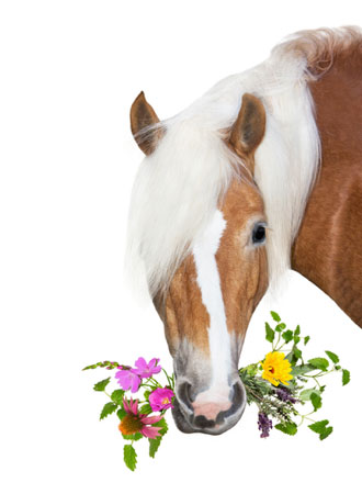 Paard - Chinese kruiden voor paarden